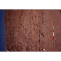 Slide of a section